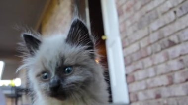 Ragdoll, siyah paltolu ve mavi gözlü bir kedi cinsidir - oyuncak kedi yavrusu verandaya bakar