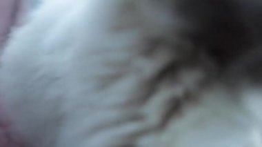 Ragdoll, mavi gözlü, siyah paltolu bir kedi cinsidir. 