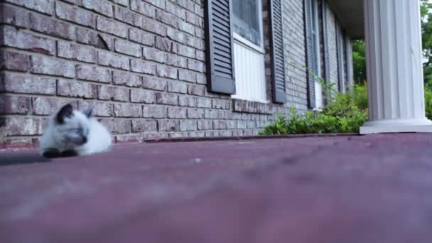 Ragdoll Een Kattenras Met Een Kleurpunt Vacht Blauwe Ogen Ragdoll — Stockvideo