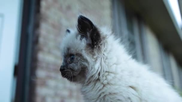 Ragdoll Een Kattenras Met Een Kleurpunt Vacht Blauwe Ogen Ragdoll — Stockvideo