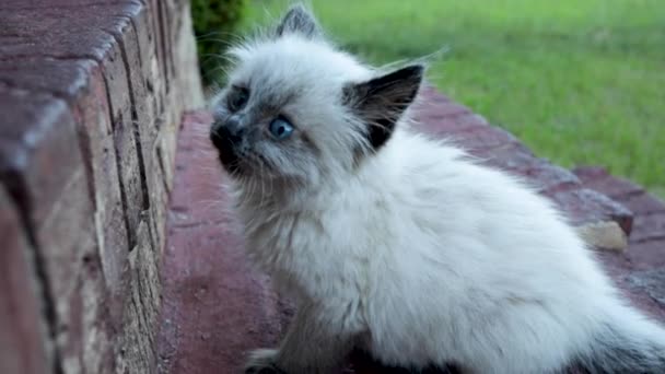 Ragdoll Cat Breed Color Point Coat Blue Eyes Ragdoll Kitten — Stock Video