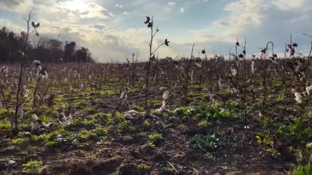 Pan Plantas Algodón Las Tierras Cultivo Cerca Las Zonas Rurales — Vídeos de Stock