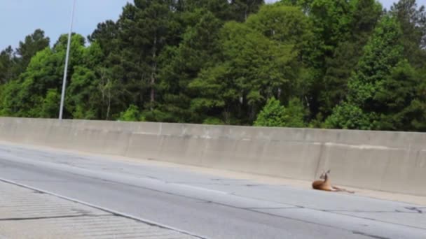 オーガスタ ガインUsa 朝の交通が遠くの角の眺めを通過する際に道端で負傷した鹿 高速道路1 — ストック動画