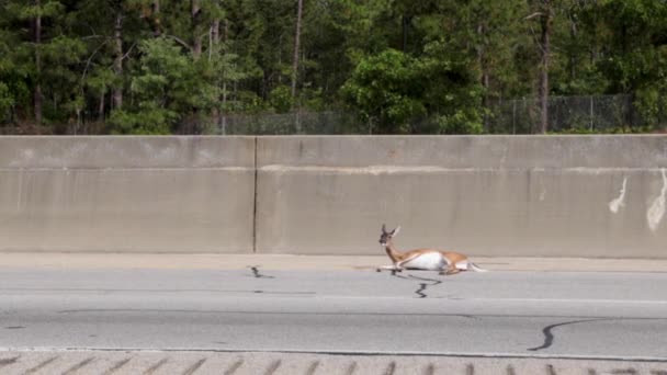 Augusta Usa Graphic Content Wounded Deer Roadside Side View Traffic — Stock Video