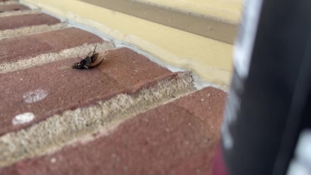 Seekor Serangga Kumbang Terus Membalik Pada Dinding Batu Bata — Stok Video