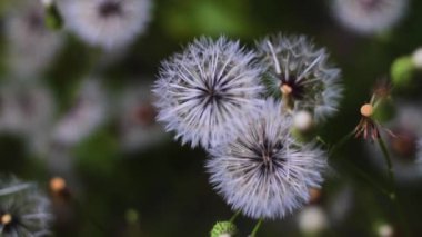 Renkli karahindiba çiçekleri yazın rüzgarda hafifçe esiyor.