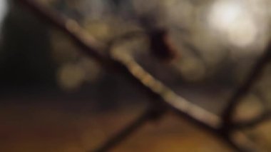 Bulanık sabah güneşi ve arka plan Bokeh Dogwood çiçeği ve güneş parlıyor 