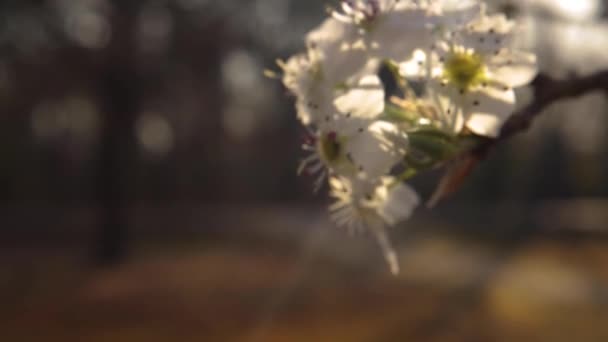 Une Branche Une Fleur Cornouiller Fleurs Dans Géorgie Rurale Printemps — Video