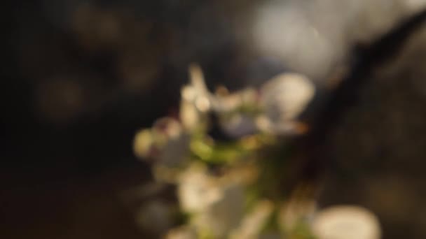 Verschwommener Morgensonne Und Pfanne Von Hartriegel Blume Baum Hintergrund Bokeh — Stockvideo