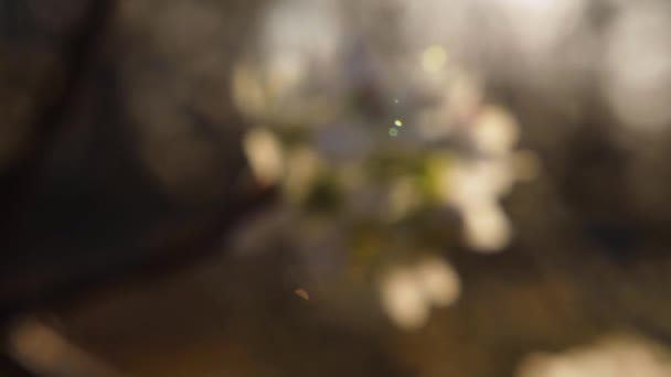 Расплывчатый Утренний Солнечный Свет Увеличить Цветка Дерева Догвуд Фон Bokeh — стоковое видео