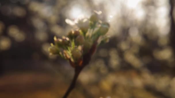 Bulanık Sabah Güneşi Arka Plan Bokeh Dogwood Çiçeği Güneş Işıkları — Stok video