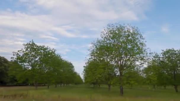 Pan Hileras Pecan Trees Huerto Pecan Tree Grove Sur Rural — Vídeos de Stock