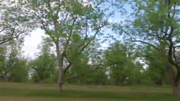 Rondel Rzędów Orzechowych Drzew Orzechowych Sadach Drzew Orzechowych Wsi Południowej — Wideo stockowe