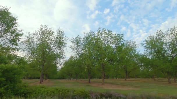 Reihen Von Pekannussbäumen Auf Einem Pekannussbaum Obstgarten Ländlichen Südgeorgien Der — Stockvideo