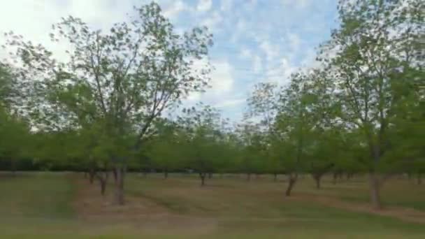 Långsam Pan Rader Pecan Träd Pekannötsträdgård Landsbygden Sydgeorgien Stor Fruktträdgård — Stockvideo