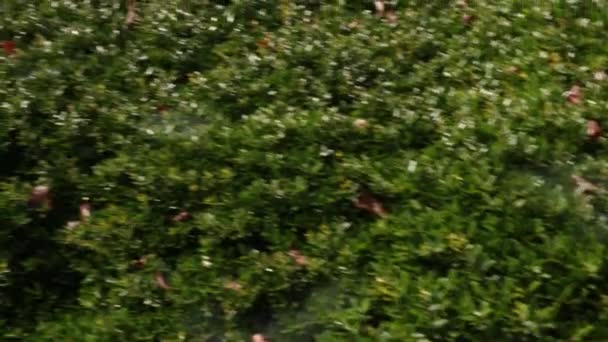 Atlanta Usa Panneau Toiles Araignée Sur Les Buissons Verts Trafic — Video