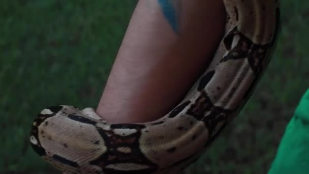 Augusta Usa Manipulateur Serpents Avec Boa Constricteur Queue Rouge Enroulé — Video
