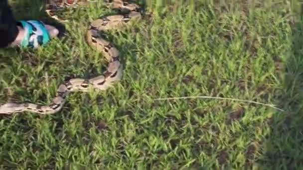 Een Slangenhandler Met Een Rode Staart Boa Constrictor Stapt Een — Stockvideo