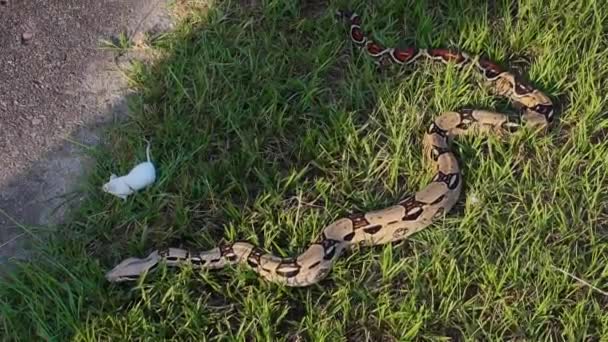 Queue Rouge Boa Constrictor Une Souris Blanche Dans Herbe — Video