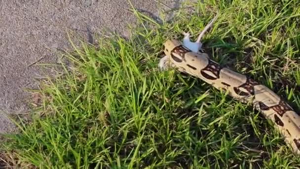 Augusta Usa Rode Staartboa Constrictor Raakt Een Witte Muis — Stockvideo