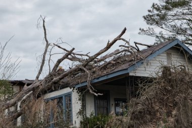 Harap olmuş terk edilmiş bir ev ve ağaç çatıya düşmüş.
