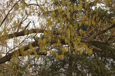 Güney yeşil ve sarı bir ağaçtan sarkan yosunlar.