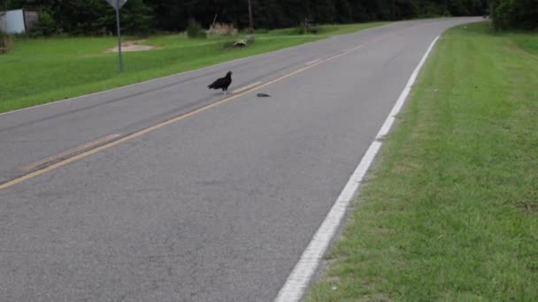 Augusta Usa Sęp Unika Przejeżdżającego Suv Wiejskiej Drodze Keysville Road — Wideo stockowe