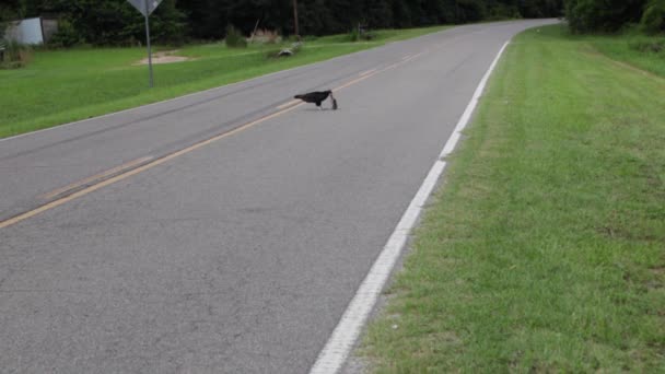 Vulture Eating Road Kill Rural Country Road — 비디오