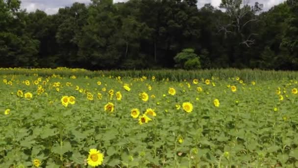 Een Veld Van Prachtige Zonnebloemen Een Zonnige Dag Landelijk Georgië — Stockvideo