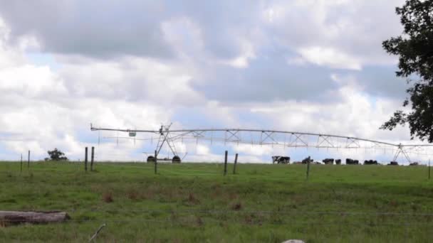 Docenas Vacas Pastoreo Tierras Agrícolas Sistema Riego Time Lapse — Vídeo de stock