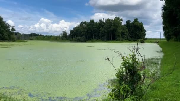 Panela Musgo Verde Lagoa Coberta Imperturbável Com Insetos Voando Redor — Vídeo de Stock