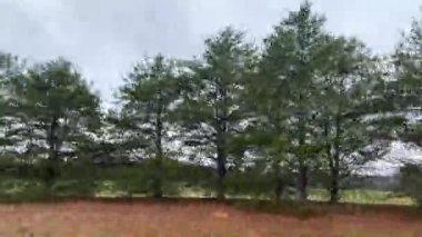 İlkbaharda Georgia kırsalında yol kenarındaki bir ağaç hattının arkasındaki tarım arazisi.