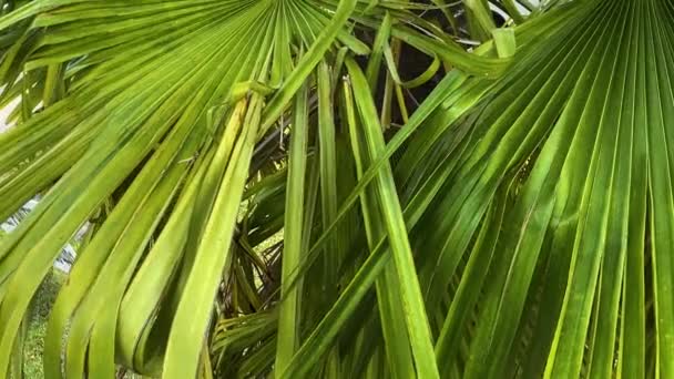 靠近棕榈树的叶子在风中轻轻摇曳 — 图库视频影像
