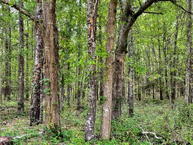 Georgia 'nın kırsalında yaz aylarında yemyeşil bir orman manzarası