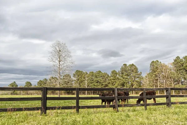 Kühe Weiden Auf Einer Weide Hinter Einem Braunen Holzzaun Mit — Stockfoto