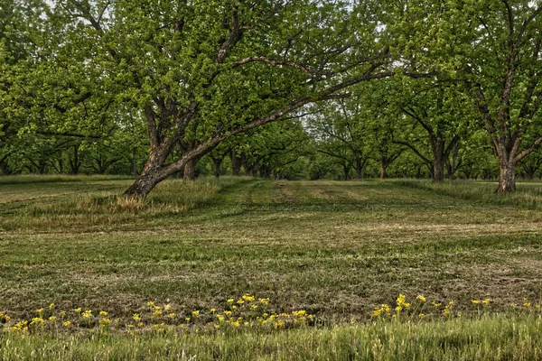 Cut Path Pecan Trees Plantation Rural Georgia — Stock Photo, Image