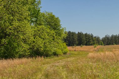 Güzel bir doğa sahnesinde solmuş bir yol.