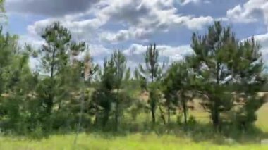 Yazın Georgia kırsalında bir buğday tarlası.