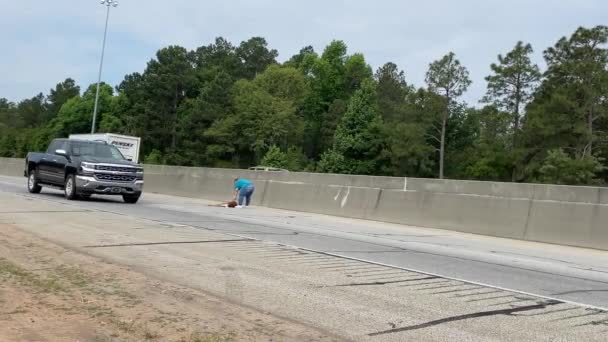 美国加州奥古斯塔 一位女士把一头受伤的鹿拉出了一条繁忙的公路 Hwy — 图库视频影像