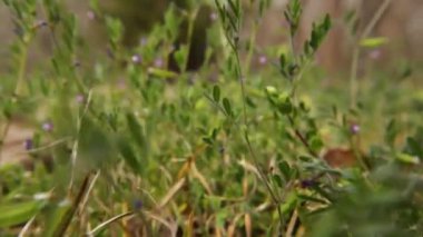 Yaprakların arasından Georgia kırsalında açan pembe bir çiçeğe.