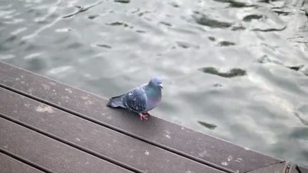 Paloma en el muelle en el río — Vídeos de Stock