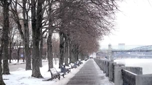 Park in winter — Stock Video