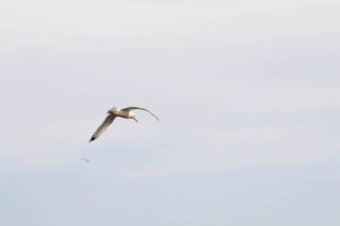 Yalnız bir martı sonbaharda mavi gökyüzünde süzülür.