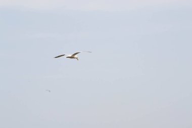 Yalnız bir martı sonbaharda mavi gökyüzünde süzülür.