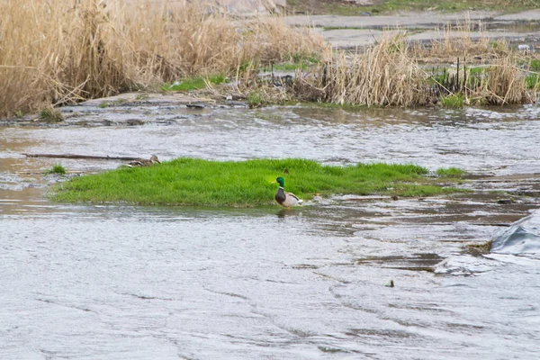 wild ducks walk on water in nature drake and gray