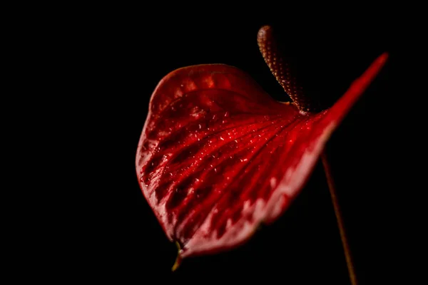 Czerwony Anthurium Kwiat Pąk Czarnym Odizolowanym Tle Zbliżenie Tło — Zdjęcie stockowe