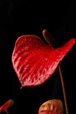 Siyah izole arkaplanda kırmızı anthurium çiçeği tomurcuğu