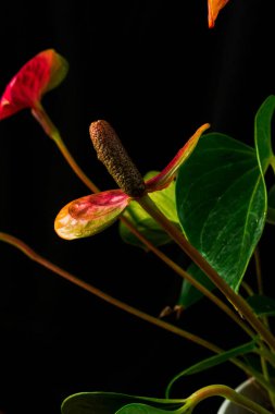 Siyah arka planda yeşil yapraklı anthurium çiçeği ya da erkek mutluluğu
