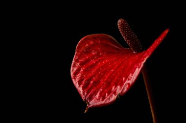 Siyah izole arkaplanda kırmızı anthurium çiçeği tomurcuğu