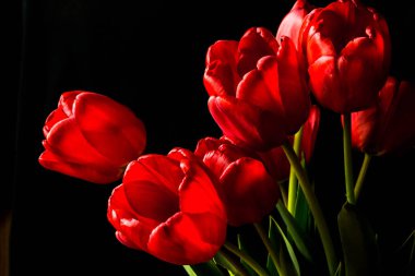 Siyah arka planda kırmızı lale demeti.